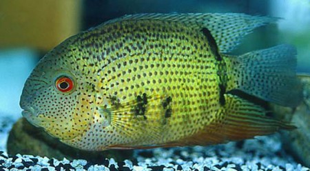 Severum (Green)